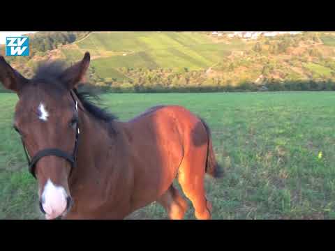 Hobby-Pferdezüchter Eberhard Class aus Winnenden-Bach im Fohlenglück