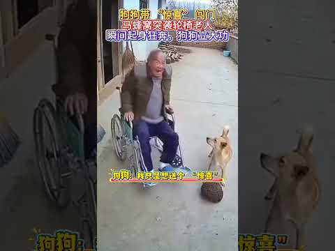 🐶狗狗带 “惊喜” 闯门！马蜂窝突袭轮椅老人，瞬间起身狂奔，狗狗立大功太燃了！#Shorts #YouTubeShorts #狗狗立大功 #惊险瞬间 #暖心宠物