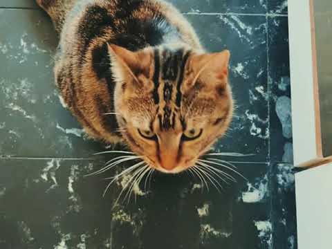 Frida Senka The Cat 🐈