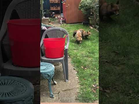 Foxes mating in my garden. They lock together and look like they’ve frozen
