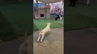 Video preview image #1 Poodle (Miniature)-Unknown Mix Puppy For Sale in phoenix, AZ, USA