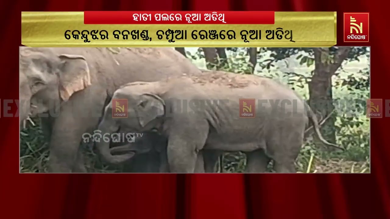 କେନ୍ଦୁଝର ଜଙ୍ଗଲରେ ନୂଆ ଅତିଥି, ୨୮ରୁ ୨୯କୁ ବଢ଼ିଲା ହାତୀପଲଙ