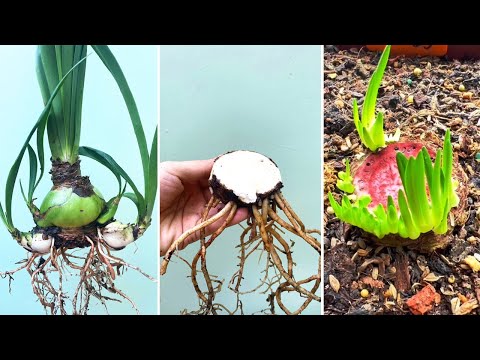 Dividing Amaryllis Hippeastrum Offsets Bulblets | Trimming Thick Basal Plate to Get More Small Bulbs