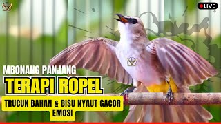 Download lagu MASTERAN TERBAIK‼️TRUCUKAN GACOR ROPEL PANJANG🛑 Pancingan Burung Trucuk Bahan Cepat NYAUT EMOSI mp3 Download lagu MASTERAN TERBAIK‼️TRUCUKAN GACOR ROPEL PANJANG🛑 Pancingan Burung Trucuk Bahan Cepat NYAUT EMOSI mp3