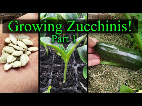 How To Reuse Old Potting Soil FOUR ways