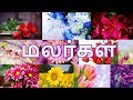 மலர்கள் தமிழரசி Learn Tamil Flowers Name Video For Kids In Tamil
