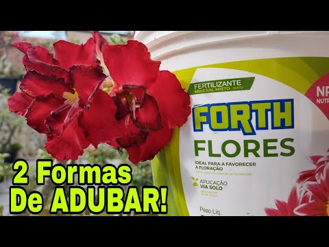 Como aplicar o Adubo FORTH FLORES na sua Rosa do deserto?