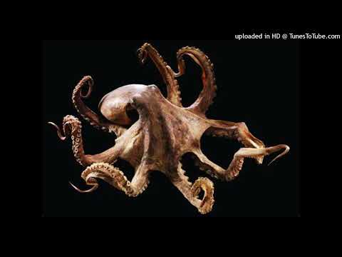 [FREE] (DNB) NASCAR ALOE x LIL DARKIE TYPE BEAT "OCTOPUS" (PROD. BRONK)