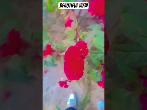 beautiful View 😍😍 🌺🌹 #coversong #song #singer #oldies