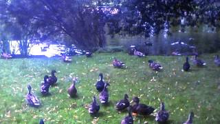 Lou Reed and the Sex Pistols -- Sparrowboy