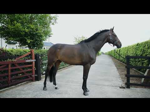 don diarado 4 profile