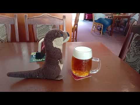 Pilsener Bier für den Otter Marlenka in der Sportsbar in Strakonitz