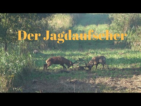 Brunft zwei Hirsche Kämpfen im Schilf