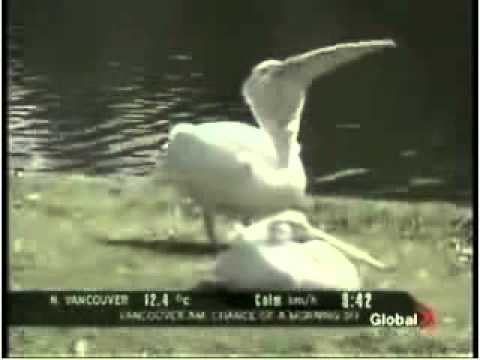 Pelican Eats a Pigeon !!