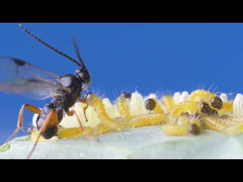 Cotesia glomerata wasps