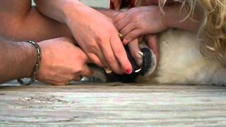 Pulling our dog's tooth