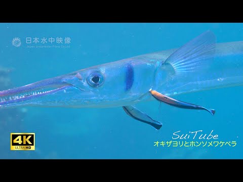 Hypopomus artediについて詳しく解説