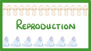 GCSE Biology - Sexual vs Asexual Reproduction - What is Asexual Reproduction?  #71