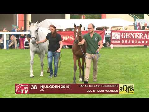 Show Aqps Ouest 2019 : Lot 38 - N(ULODEN 2019)