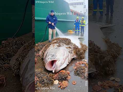 Ocean Kindness: Cleaning a Giant Fish for a Fresh Start #sealife  #fish