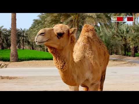 Top 30 Amazing Facts About Camels - Interesting Facts About Camels |Nature Explorer|