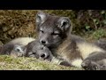 Raising Arctic Fox Cubs Animal Super Parents BBC Earth