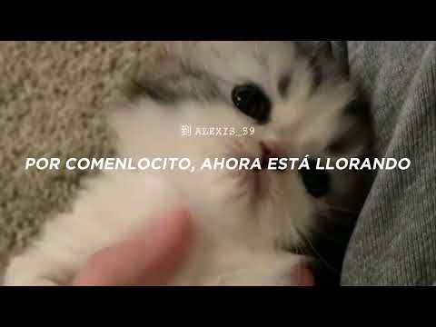 Ay, mi gatito miau miau tiktok |  MONTAGEM MIAU (Letra)