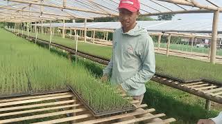 Download lagu FERTILIZATION TECHNIQUES FOR Shallot NURSERY TSS / MERDEKA F1 PANAH RED VARIETY SEEDLINGS TO MAKE... mp3