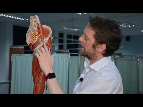 Nerves of the lower limb