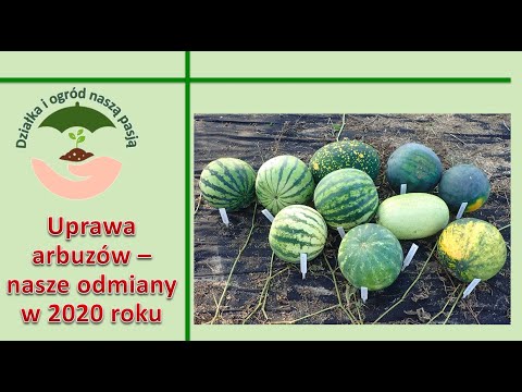 , title : 'Uprawa arbuzów - nasze odmiany w 2020 roku'