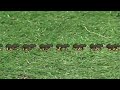 Barney Song The Ants Go Marching Campfire Sing Along