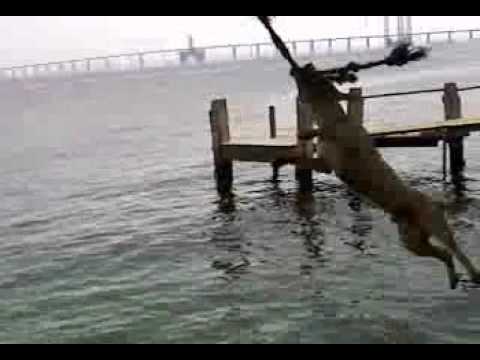 movido a fera o Retorno