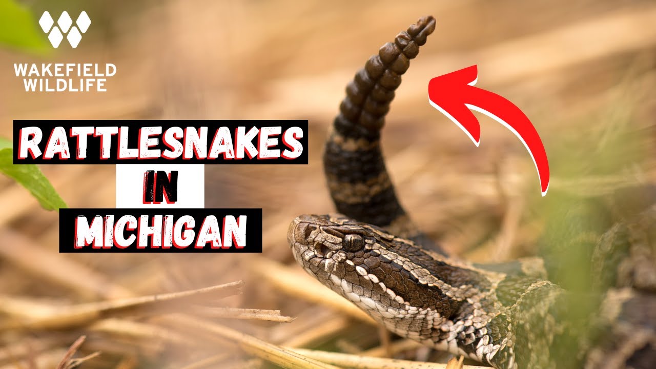 Where are Massasauga Rattlesnakes Found in Michigan?