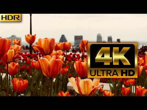 The Largest Flower Collection in the World 4K HDR 60FPS DEMO