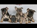 French Bulldog dogs for sale: Poppy  - Video 1
