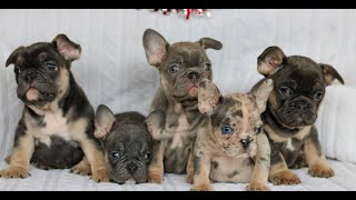 Video preview image #1 French Bulldog Puppy For Sale in LITITZ, PA, USA