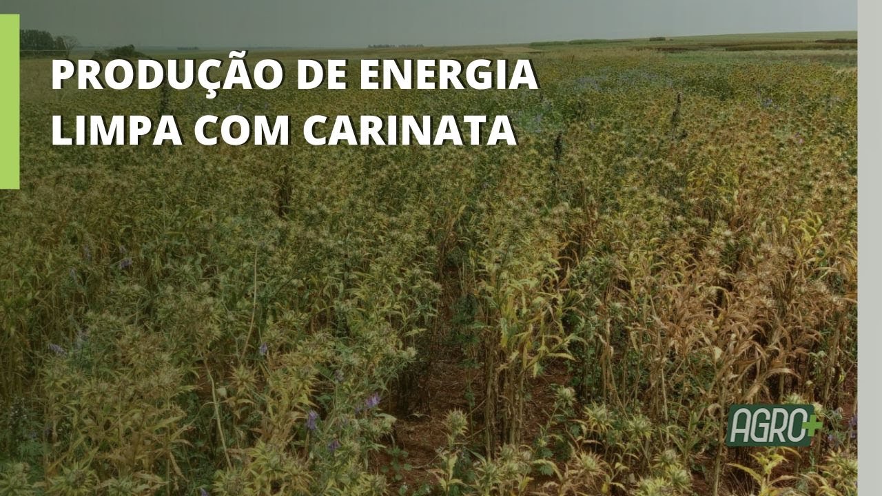 Carinata: Mostarda pode ser usada na produção de Bioquerosene.