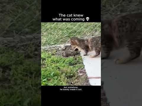 The cat knew what was coming 💀
