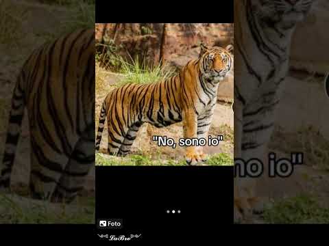 volpe Vs tigre Vs pollo?