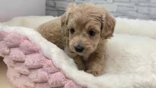 ハーフ犬の動画01