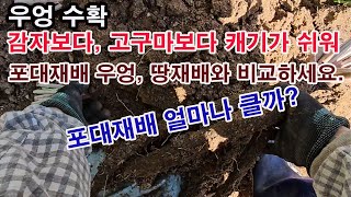 우엉 수확. 감자보다, 고구마보다 캐기가 쉬워... 포대재배, 우엉, 땅 재배 우엉과 비교하세요. 포대재배 …