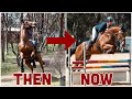 FROM RACEHORSE TO RIDING HORSE Rocky S 1 Year Progress The Good The Bad The Very Ugly