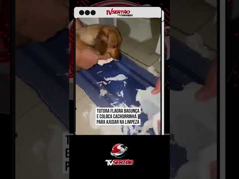 FLAGRANTE: Cachorrinha aprende a abrir porta para revirar o lixo e 