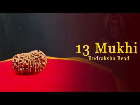Thirteen Mukhi Rudraskha From Nepal Symbol of Kamdev video