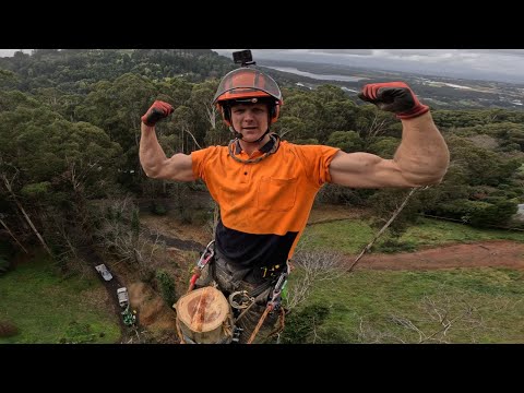 Treework makes you Ripped!