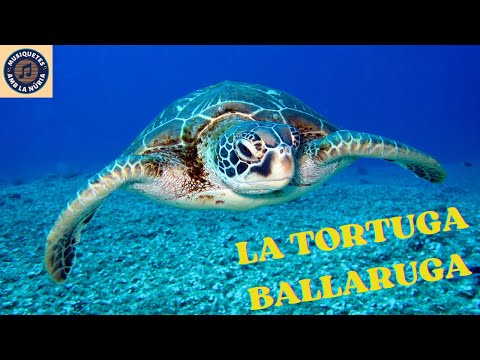 LA TORTUGA BALLARUGA