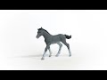 SCHLEICH „Arklių klubas“ figūrėlė - Trakėnų veislės kumeliukas