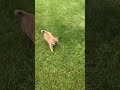 Shiba Inu dogs for sale: Tulip - Video 1