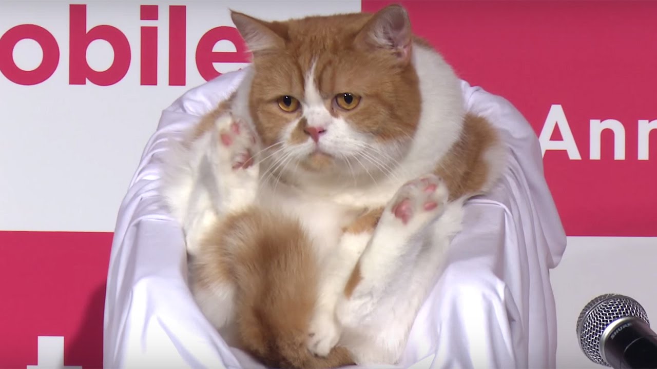 おしゃれな Y Mobile 猫 ガサタメガ