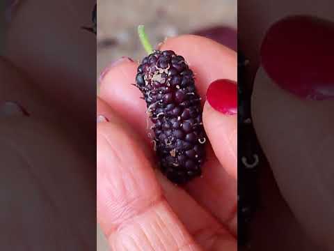 quintal de mãe em capim grosso bahia